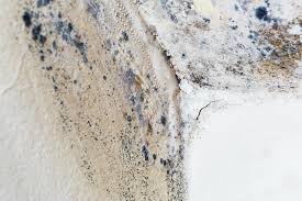 Why You Should Choose Our Mold Remediation Services in Palermo, CA